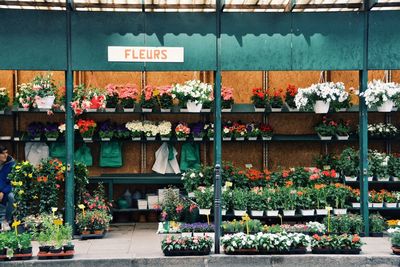 Potted plants on display for sale