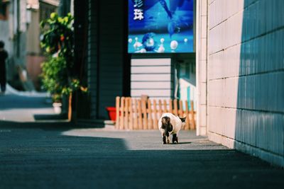 Dog on street against building in city