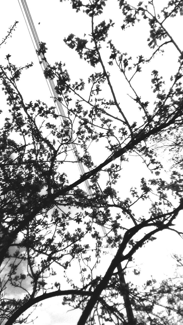 low angle view, branch, tree, clear sky, nature, growth, sky, day, twig, outdoors, bare tree, beauty in nature, no people, high section, tranquility, close-up, focus on foreground, power line, white color, leaf