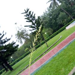 Close-up of wet plant on land against sky