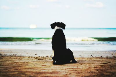 Dog sitting on shore at beach