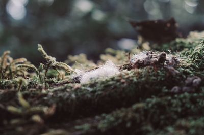 Close-up of moss on wood