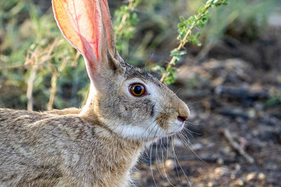 Close-up of a rabbit