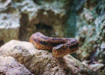 Close-up of snake on rock