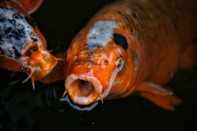 Close-up of fish swimming in pond