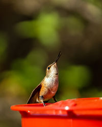 Close-up of a juvenile male rufous hummingbird perched on a feeder.