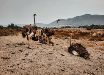 View of birds on field against sky