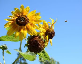 Close-up of bee hovering around sunflowers