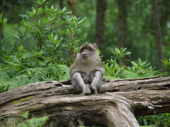 Monkey sitting on rock in forest