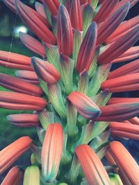 Close up of red leaves