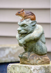 Chipmunk loves to sit on top of this gargoyle statue on my front porch