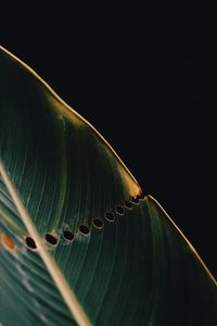 Close-up of leaf over black background