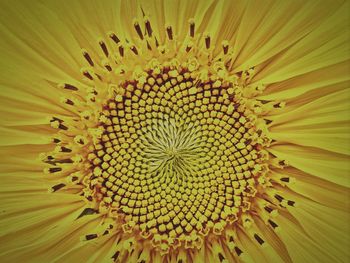 Macro shot of yellow flower