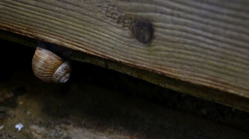 Close-up of snail on wood