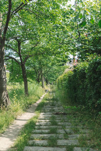 Footpath amidst trees in forest