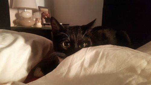 Portrait of cat relaxing on bed at home