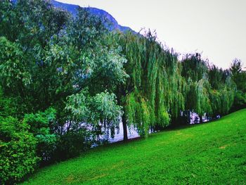 Scenic view of green landscape