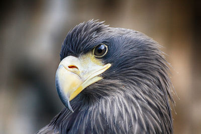 Close-up of a bird looking away