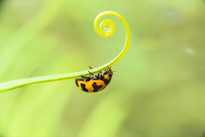 Close-up of ladybug on plant