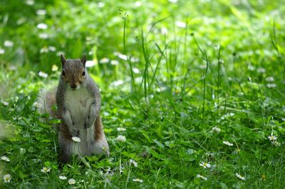 Squirrel on field