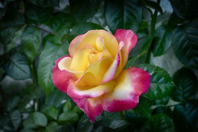 Close-up of pink rose