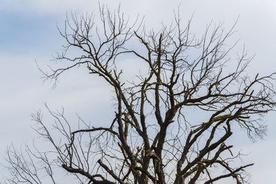 branch