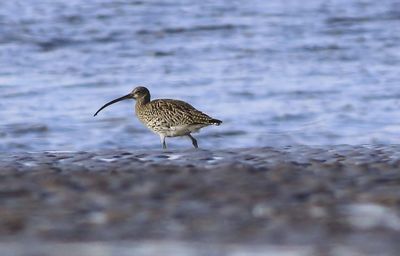 Close-up of bird perching on water