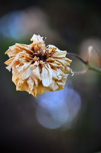 Close-up of wilted flower