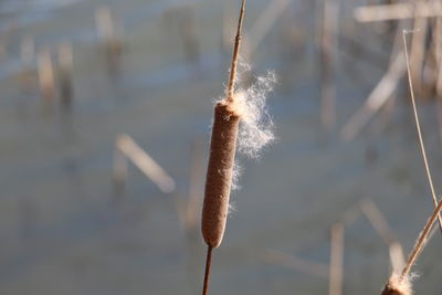 Close-up of snow on plant