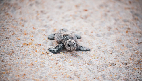 Close-up of crab on sand