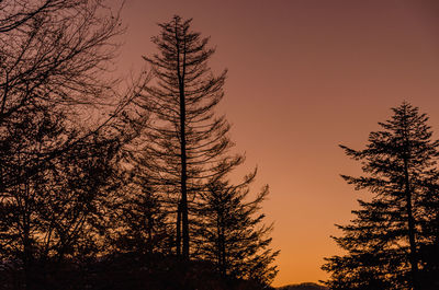 Low angle view of silhouette trees against sky during sunset