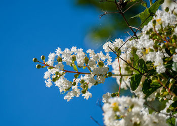 Close-up of cherry blossoms against blue sky