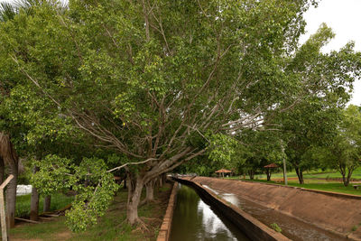 Bridge over canal amidst trees in forest