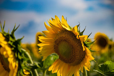 Close-up of sunflower on field