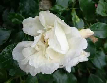 Close-up of white rose flower