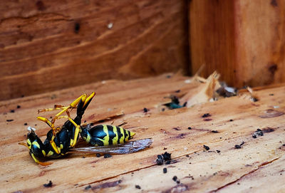 Close-up of insect on wood