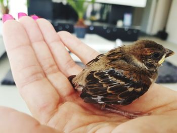 Close-up of hand holding bird