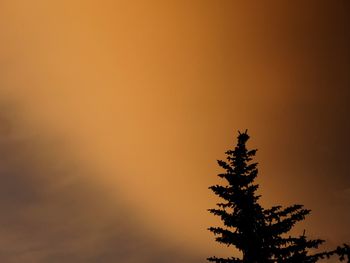 Silhouette tree against orange sky