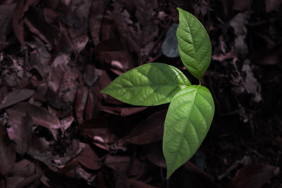 High angle view of leaves on field