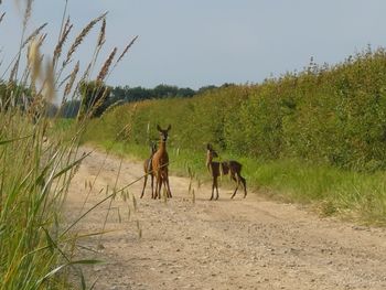 Horses in a field