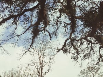 Low angle view of bare trees against sky