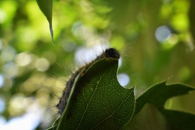 Close-up of insect on leaf