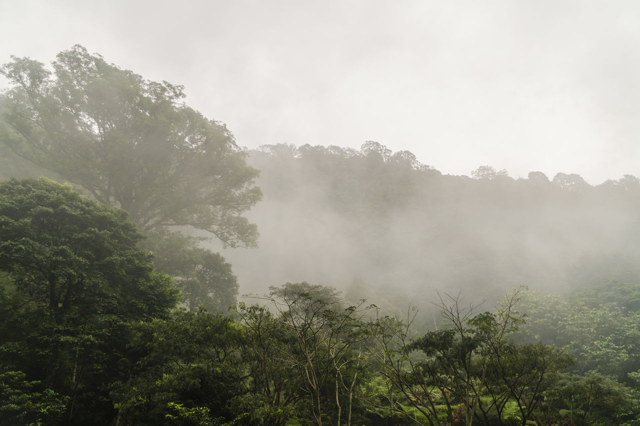 SCENIC VIEW OF TREES AGAINST SKY