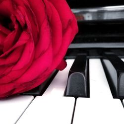 Close-up of white rose