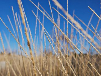 Close-up of crops in field against blue sky