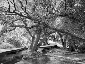 Trees in park