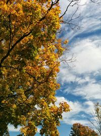 Low angle view of trees against sky