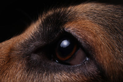 Close-up portrait of dog