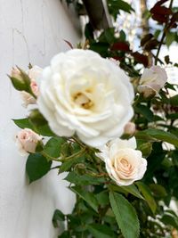 Close-up of white rose bouquet