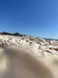 Surface level of land against clear blue sky shells 